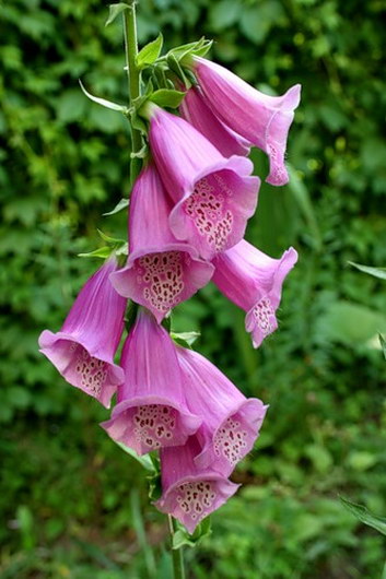 Foxglove Foxglove