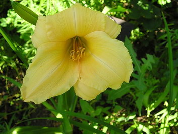 Queen Anne's Lace Queen Anne's Lace