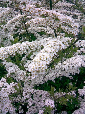 SPIRAEA SPIRAEA