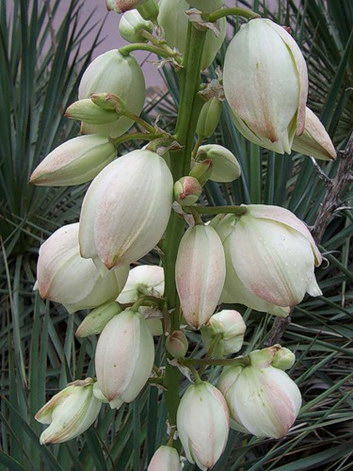 YUCCA YUCCA