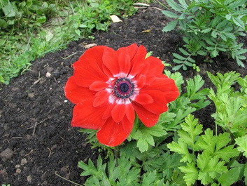 ANEMONE