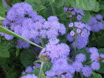 Ageratum