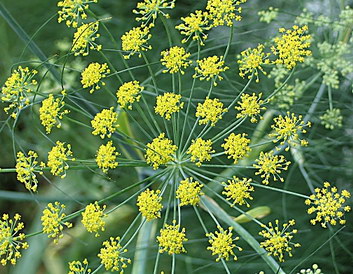 Fennel