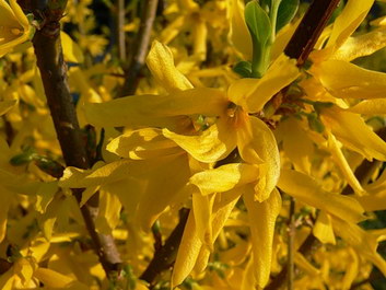 Forsythia