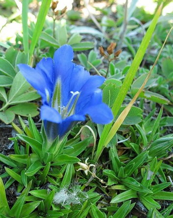 GENTIAN GENTIAN
