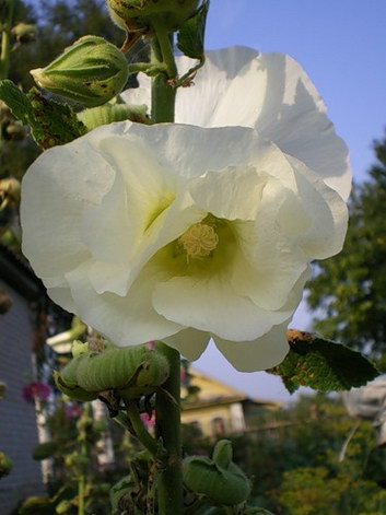 Hollyhock