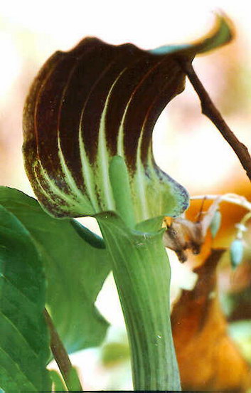 Jack In The Pulpit