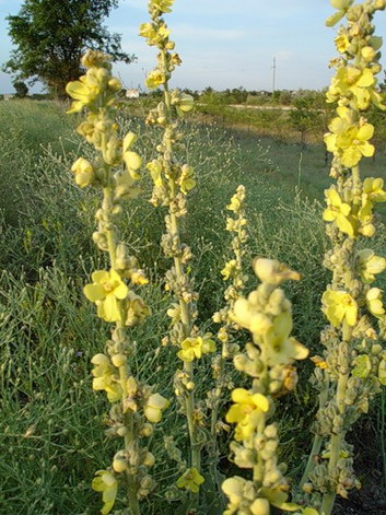 Mullein