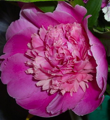 PEONY