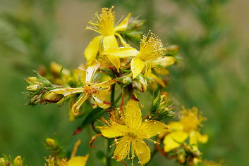 Saint-John's-wort or hyperycum