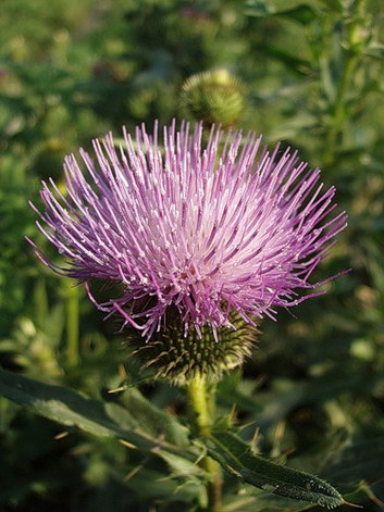 THISTLE