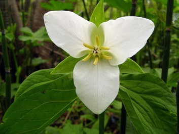 TRILLIUM TRILLIUM