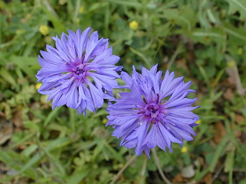 Bachelor's-button Bachelor's-button