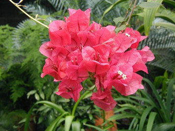 Bougainvillea