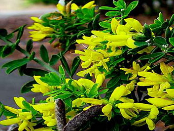 Broom Flower