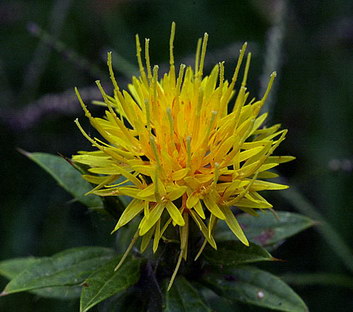 Safflower Safflower