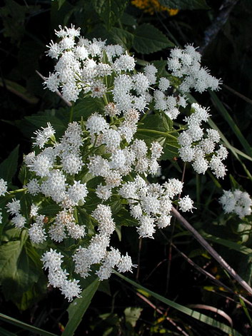 Snakeroot Snakeroot
