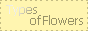 Types of Flowers