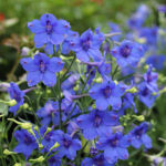 blue butterfly delphinium flower