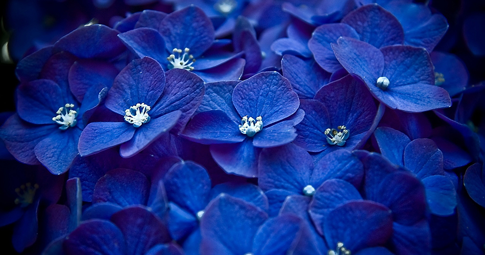 blue flowers and flowering plants