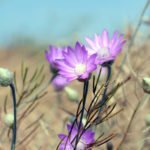 blue immortelle flower