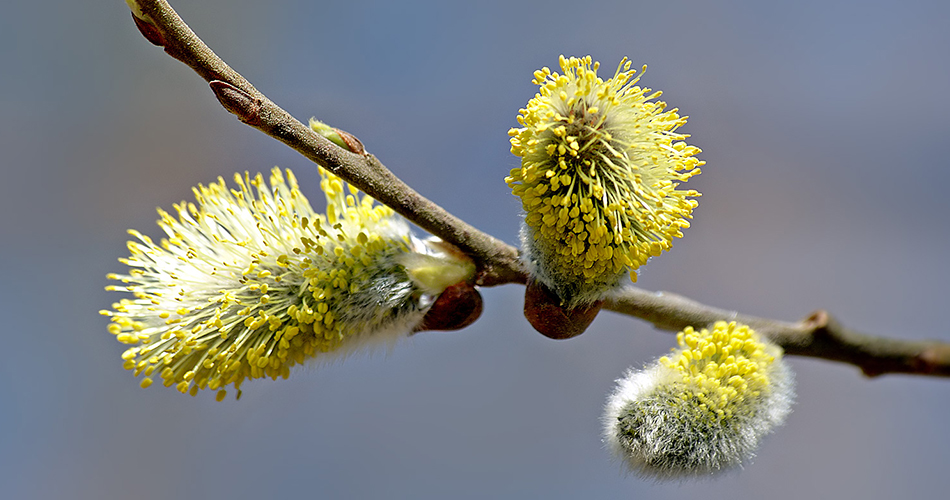 Catkin Flowers-cs