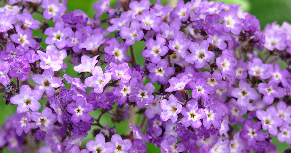 Heliotrope flower on sale