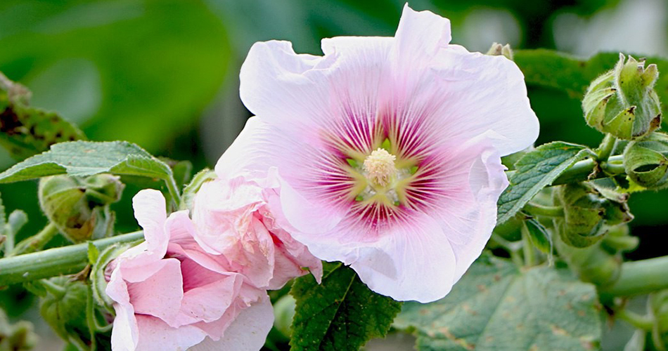 Hollyhock Flowers-cs