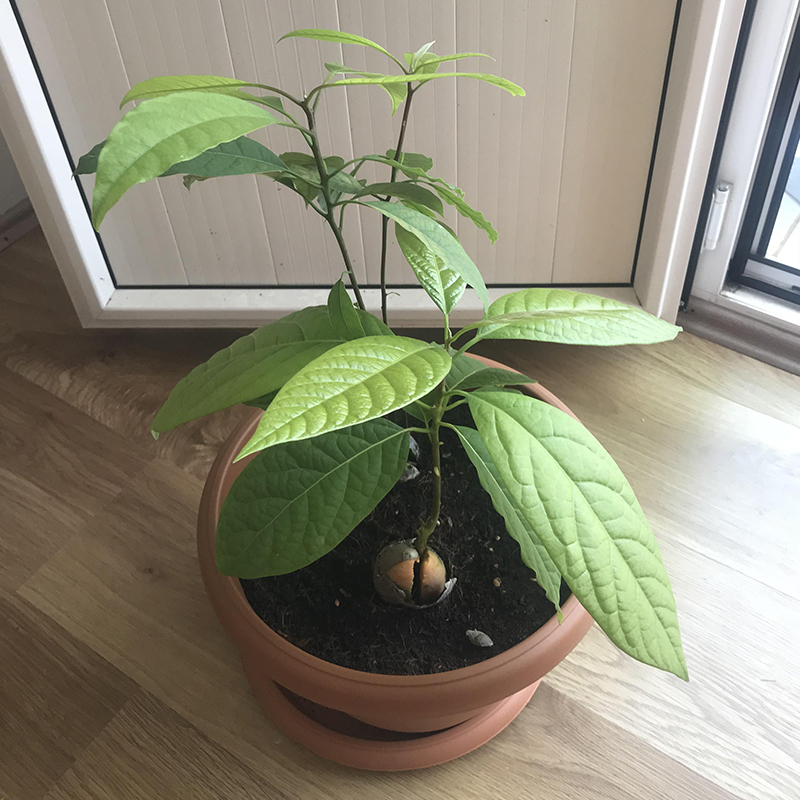 how to grow avocado in pot