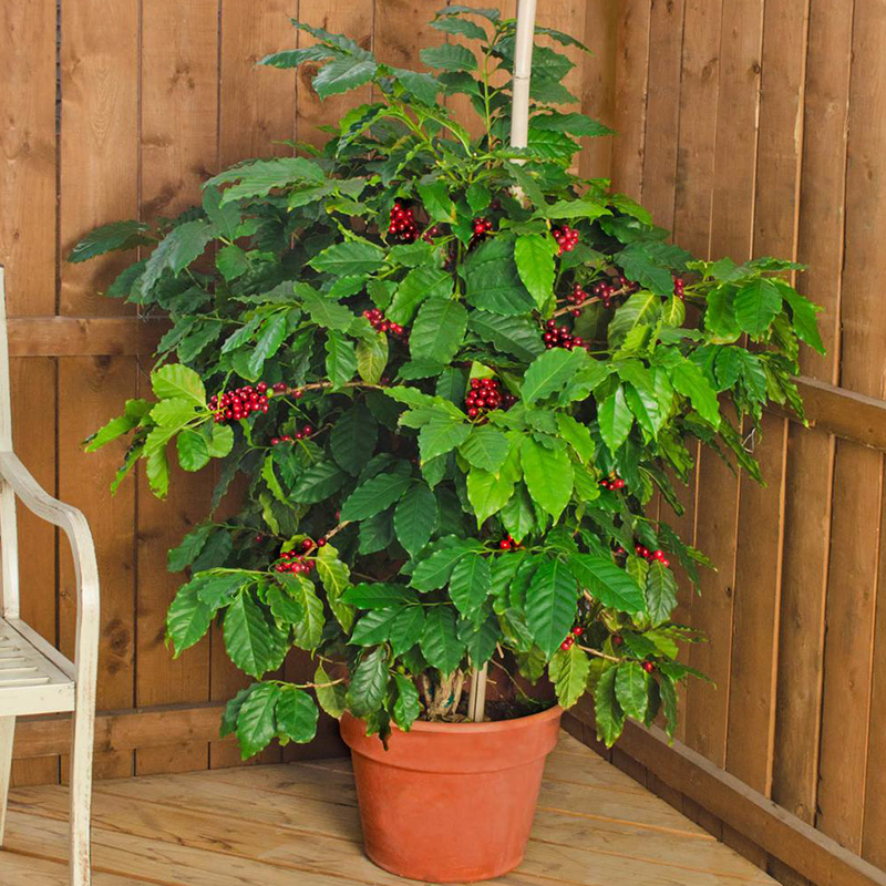 indoor coffee tree in pot