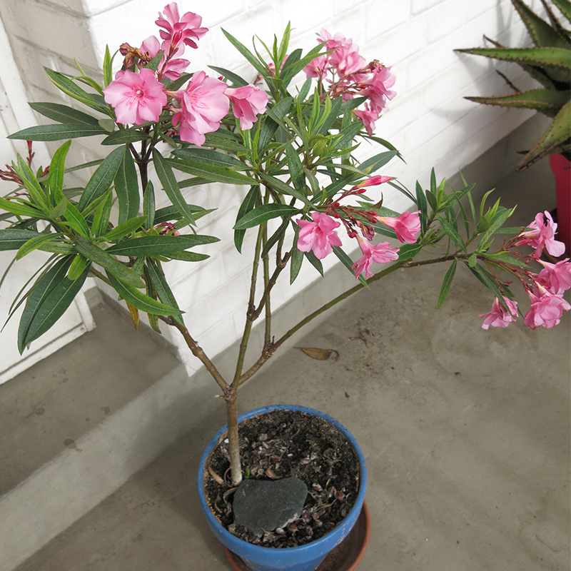 indoor oleander flower in pot