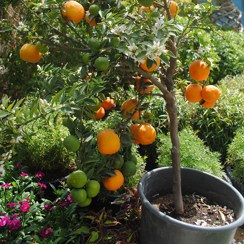 indoor orange tree in pot