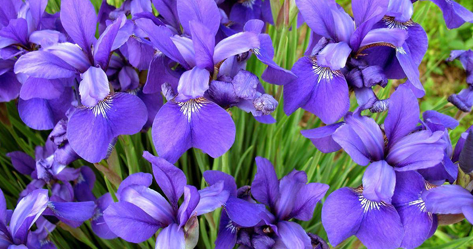 Iris Flowerscs