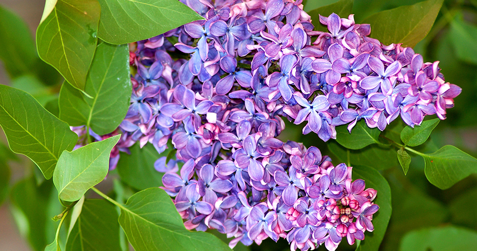 Lilac Flowers-cs