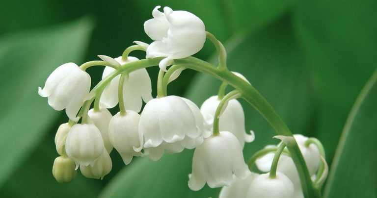 Lily of the valley Flowers-cs