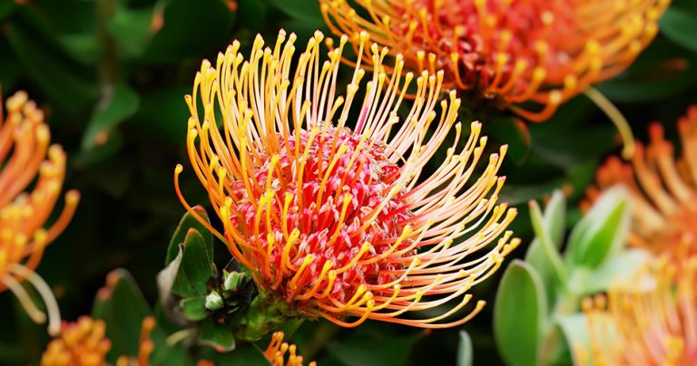 Protea Flowers-cs