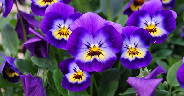 Violet Flowers-cs