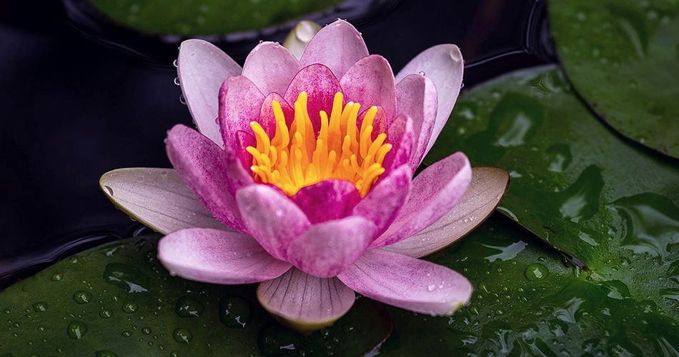 Water lily Flowers-cs