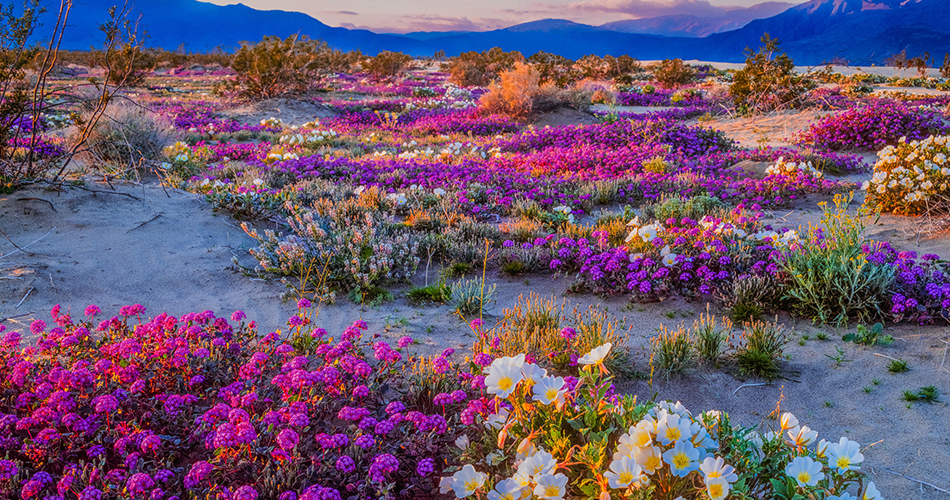 kinds and types of wildflowers